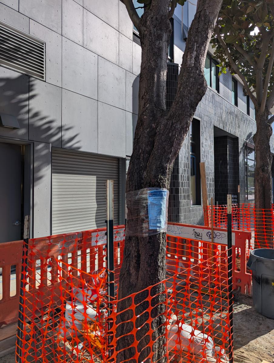 Tree located at Geary Blvd and 6th Ave with removal notice.