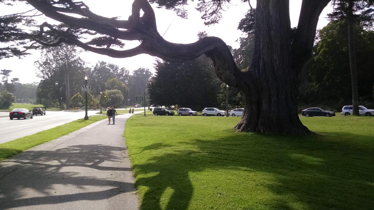Large cypress tree with sprawling branches over grassy park path with pedestrians and parked cars visible