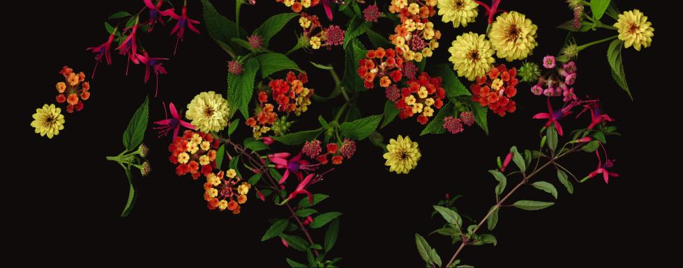 Colorful clustered flowers in red, yellow, and pink with green leaves arranged on a black background.