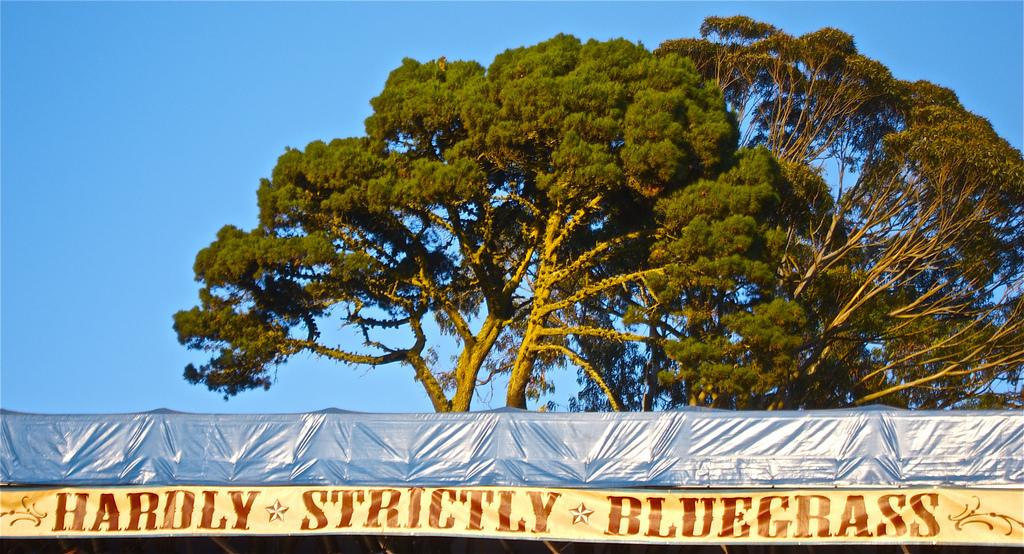 Hardly Strictly Bluegrass festival sign with large tree and clear blue sky