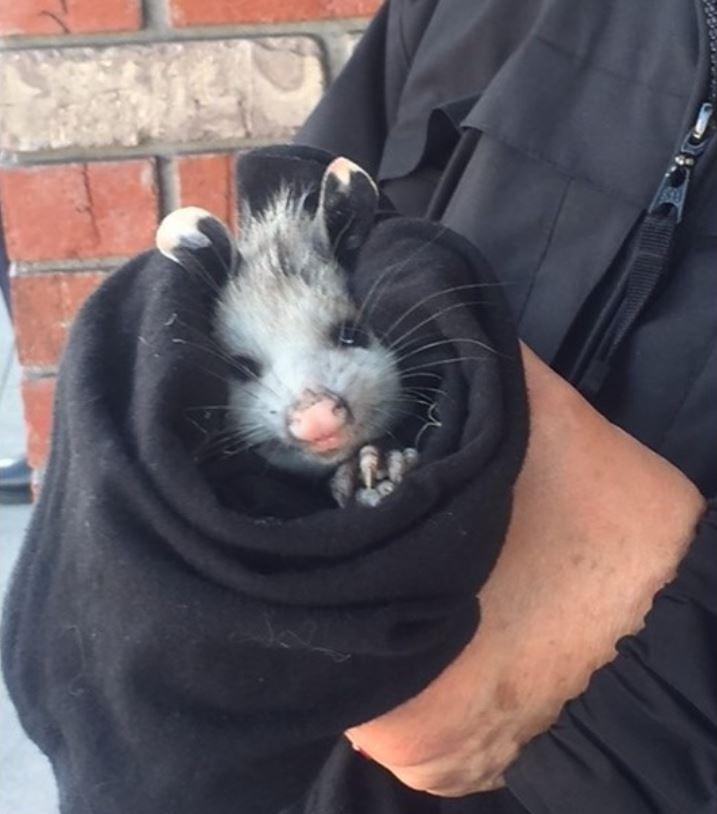 Small opossum with white and black fur and pink nose being held in a black cloth by a person wearing dark clothing.