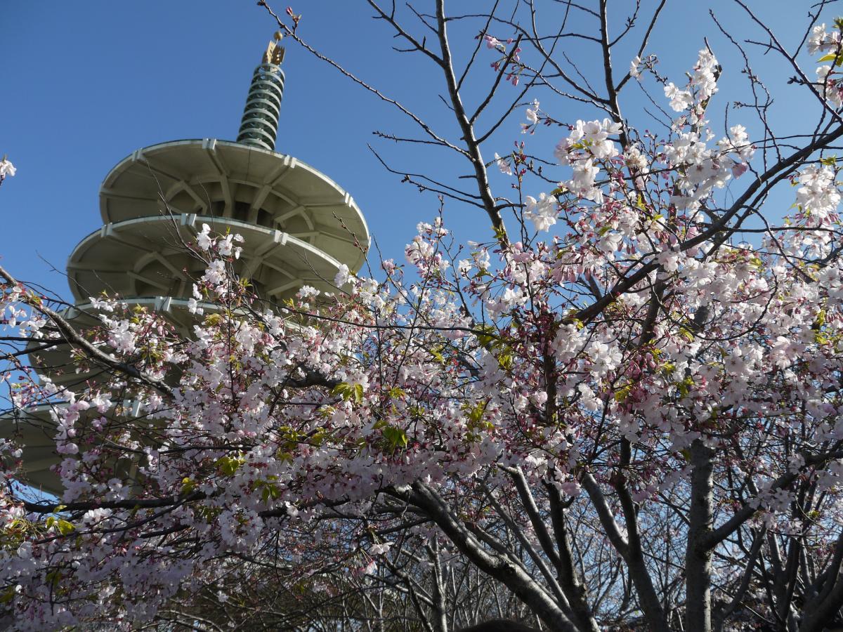 Cherry blossoms bloom in front of the Peace Pagoda in Japantown under clear blue sky.
