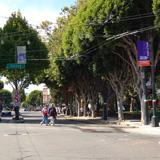 Tree-lined street with bus stop shelter and purple transit signage during daytime.
