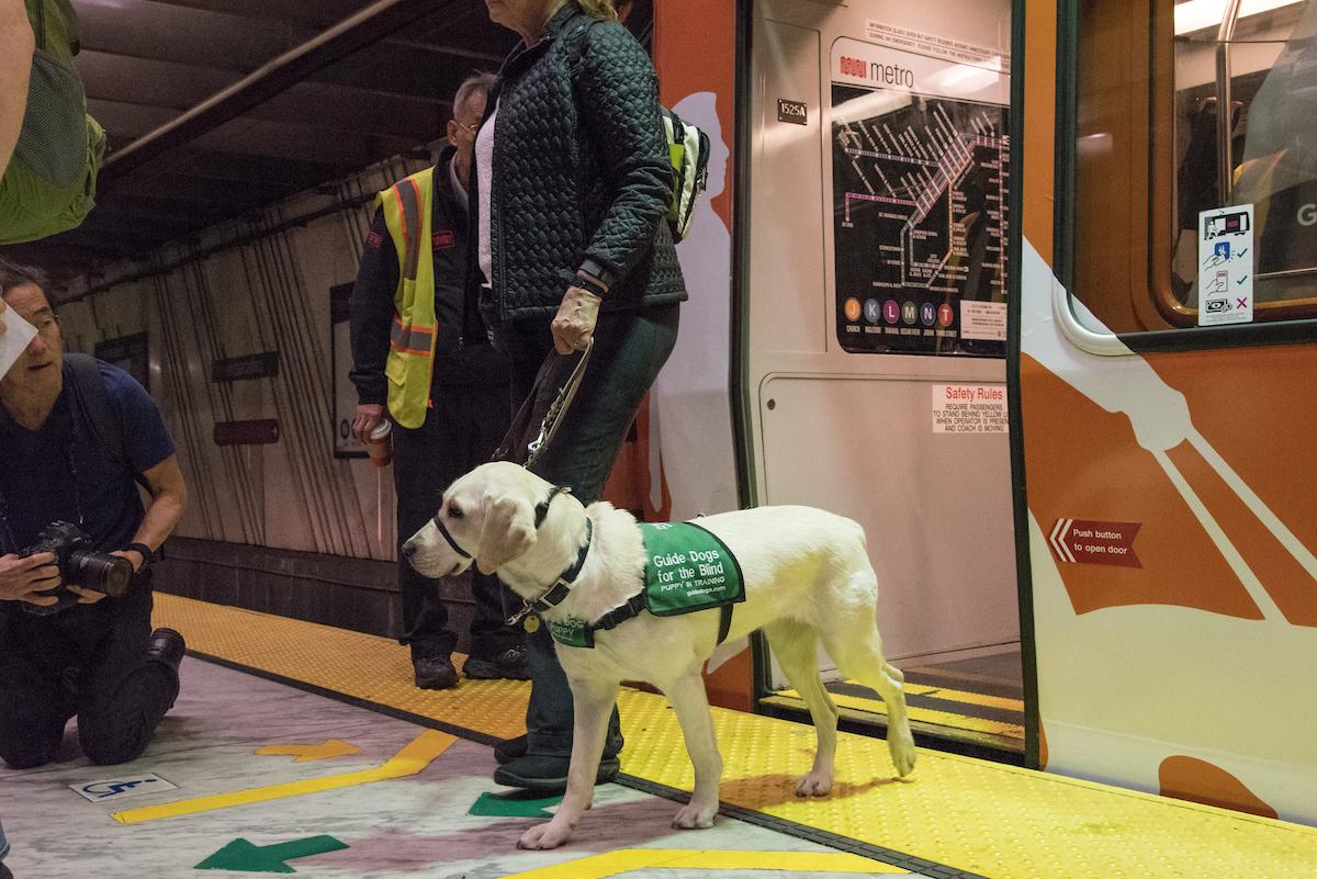 Guide dog in green vest stands on metro platform with handler and transit staff nearby.
