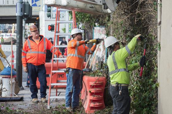 Workers in safety vests trim vegetation along a fence line during Central Subway construction preparations.