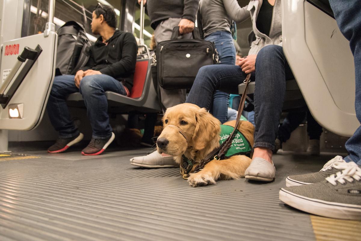 Golden Retriever service dog in training lying on floor of crowded transit bus surrounded by passengers' feet and legs.