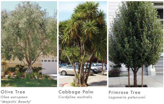 Three tree species shown side-by-side: Olive Tree with spreading canopy, Cabbage Palm with tall trunk and fronds, Primrose Tree with narrow columnar form.