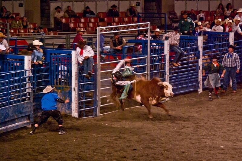 Cowboy dismounting from bull during rodeo event at indoor arena with spectators in bleachers.
