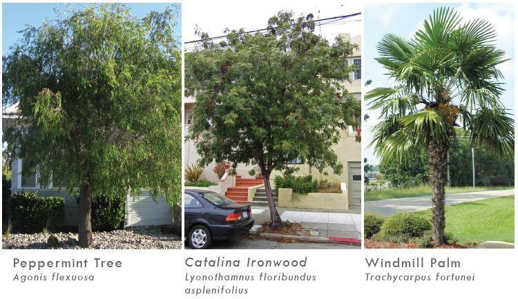 Three tree species shown side-by-side: weeping peppermint tree on left, catalina ironwood in center, windmill palm on right.
