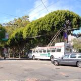 White transit bus stopped at Columbus Avenue and Union Street intersection with large trees overhead.