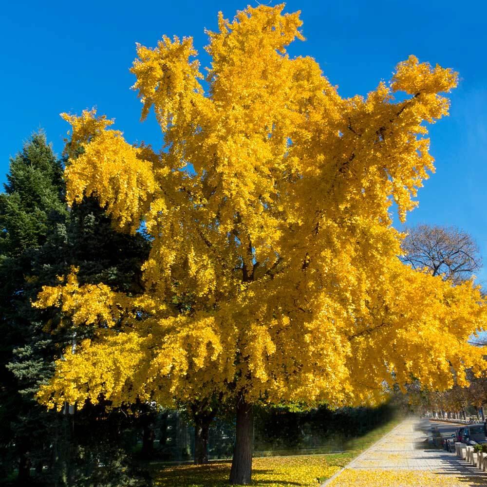 Photo of Princeton Sentry Ginkgo Tree