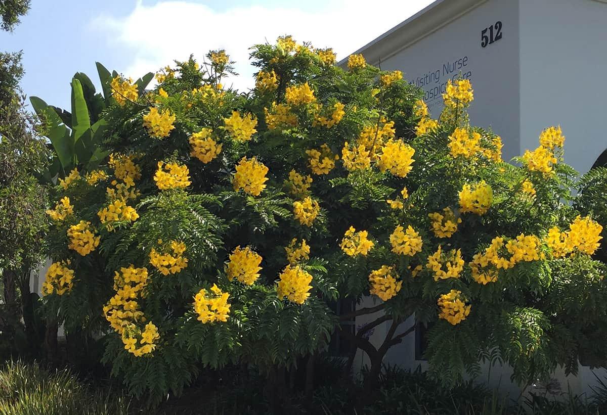 Photo of Golden Medallion tree