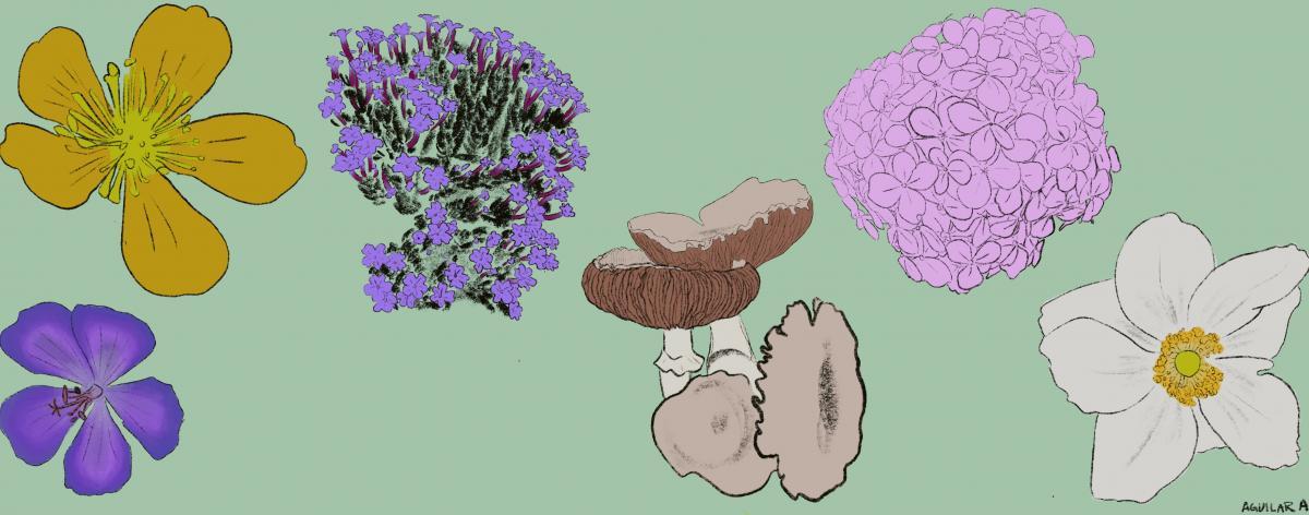 Flowers of various colors and a clump of mushrooms