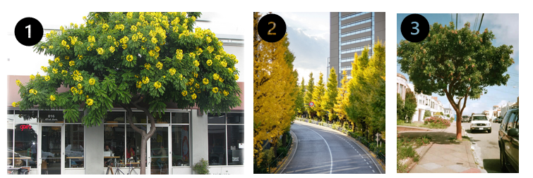 trees ranked Gold Medallion, Princeton Century, Strawberry