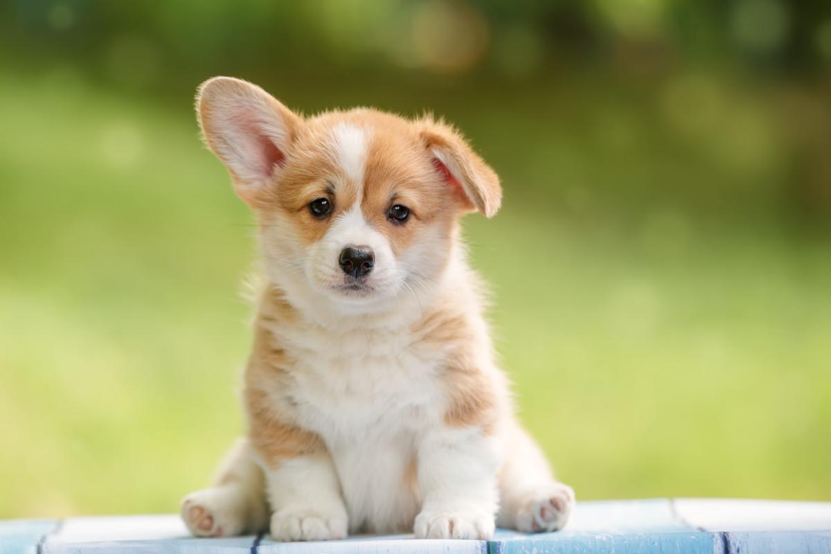 cute puppy