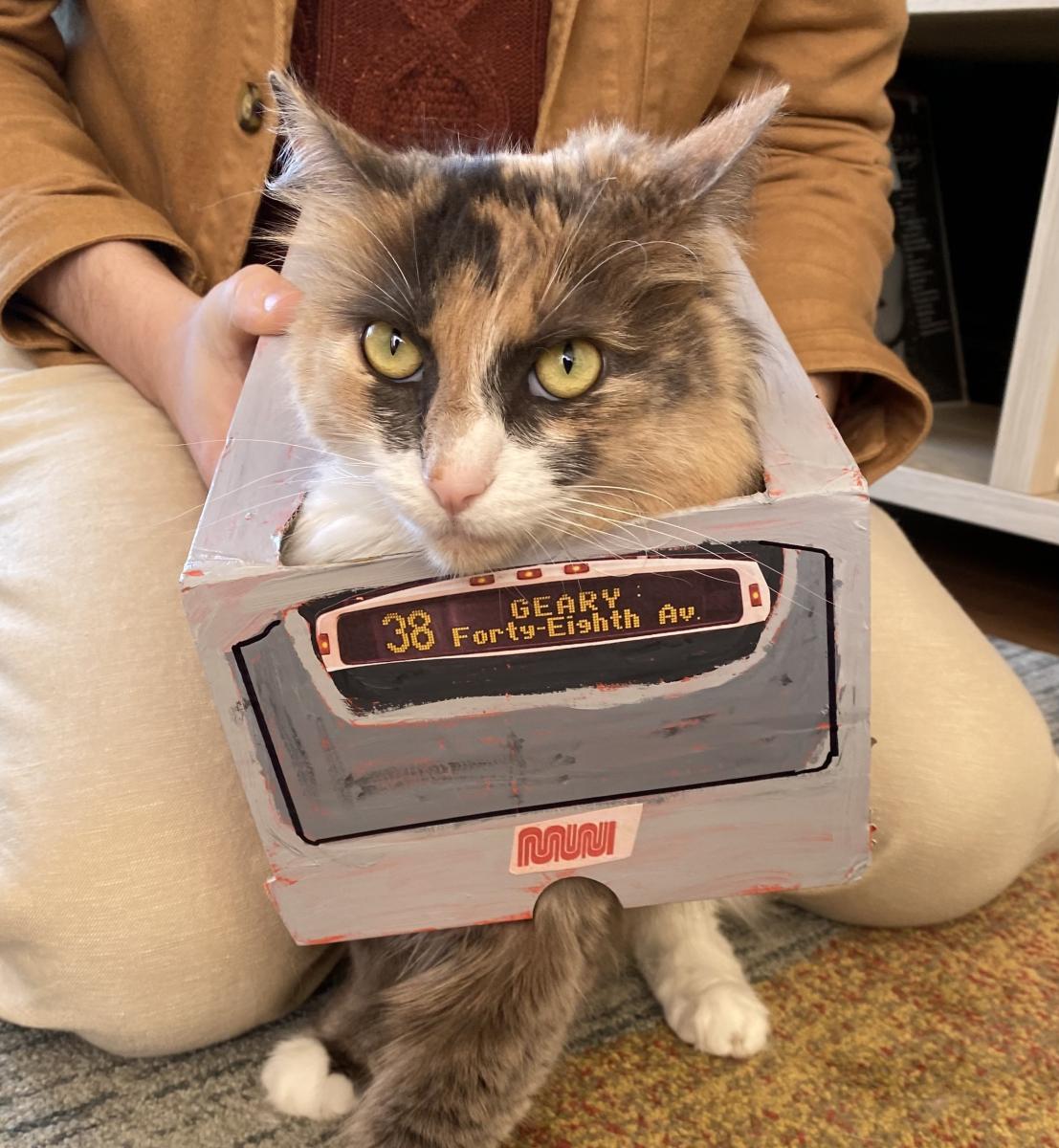 Cat wears a Halloween costume shaped like a small 38R bus. 