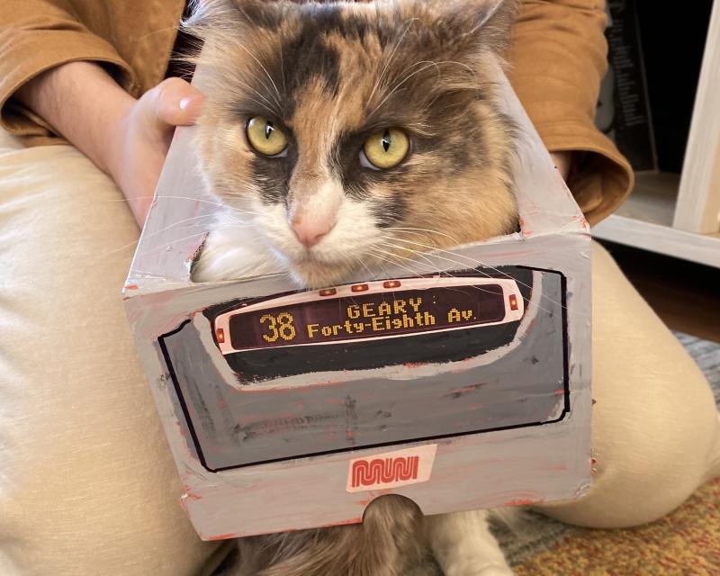 Cat wears a Halloween costume shaped like a small 38R bus. 