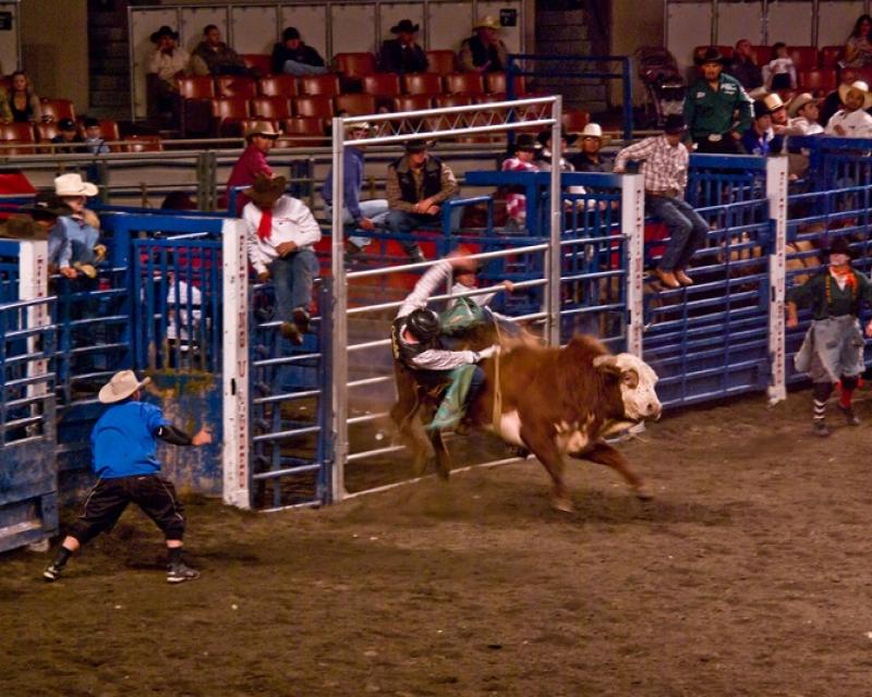 A cowboy disembarks from his bull during the Grand National Rodeo at the Cow Palace in this 2008 photo. Photo: Bryce Edwards/Fli