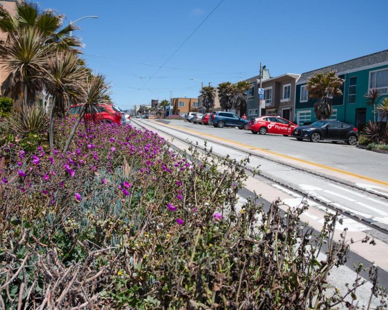 Newly planted trees and shrubs along Taraval Street