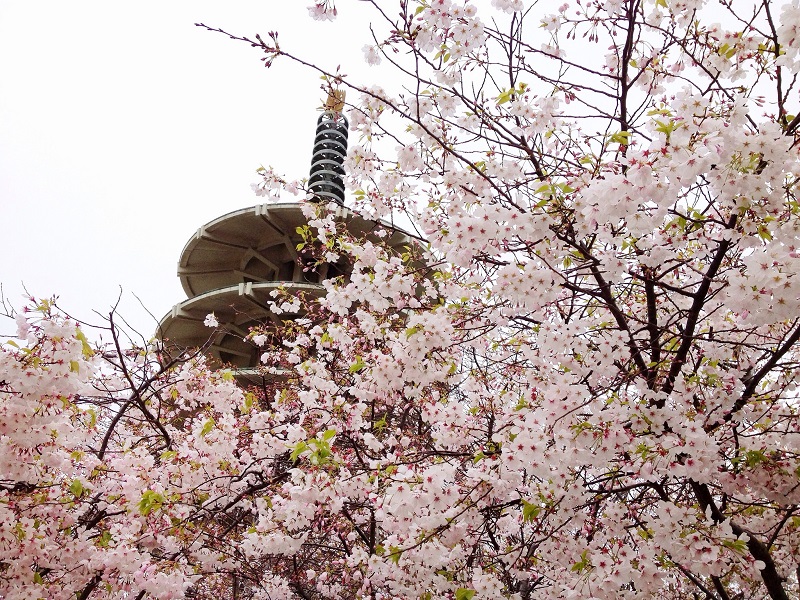 Japantown pagoda through blossoms