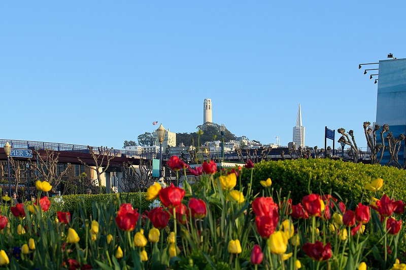 Tulips Bloom at Pier 39