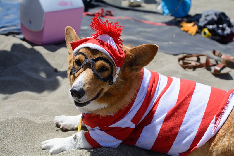 Corgi Waldo @ Ocean Beach