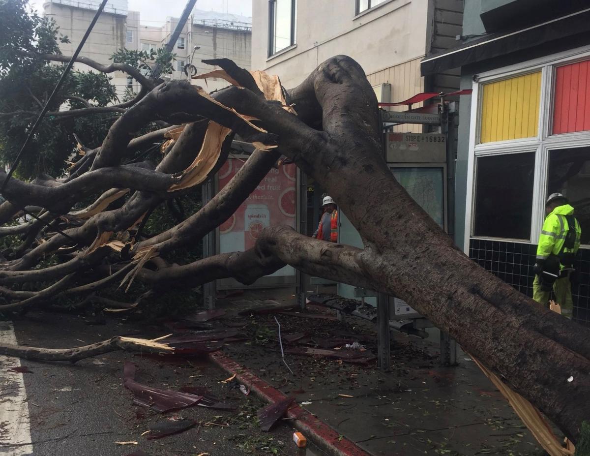 Photo of fallen tree on Muni bus shelter with two men in work clothes inspecting it