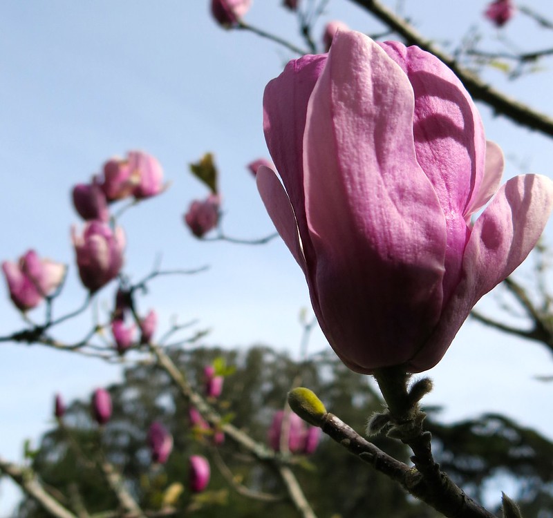 Magnolia Blooms in GG Park