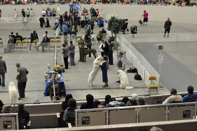 GG Kennel Club at Cow Palace