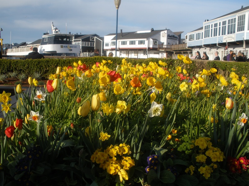 Tulipmania at Pier 39