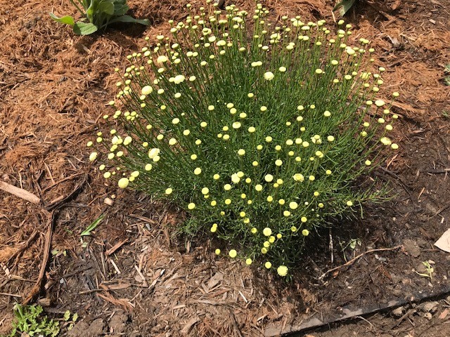 New Plants yellow