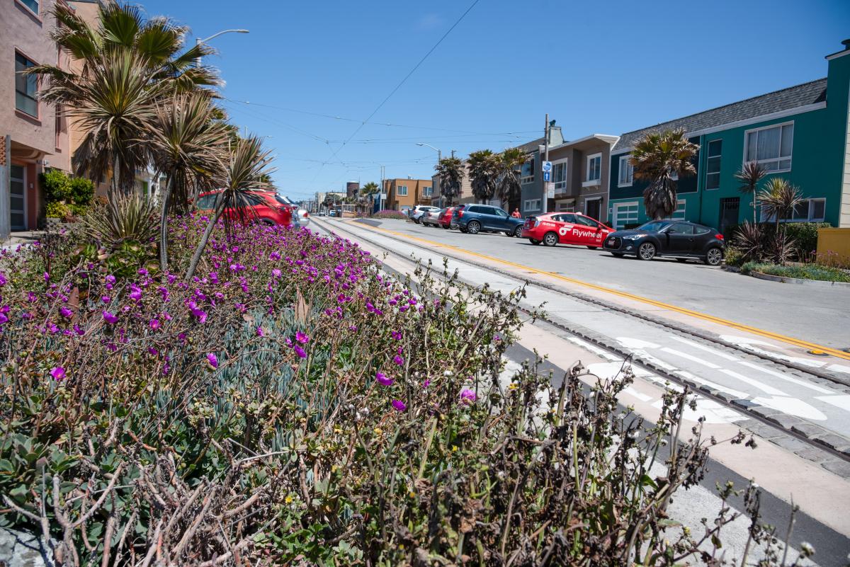 Newly planted trees and shrubs on  Taraval Street