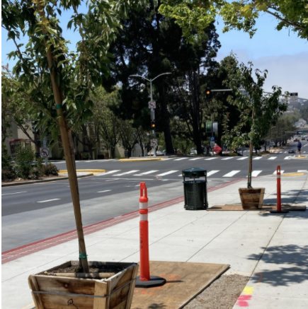 Photo: (Before) photo of new trees on Geary Boulevard at Laguna Street  