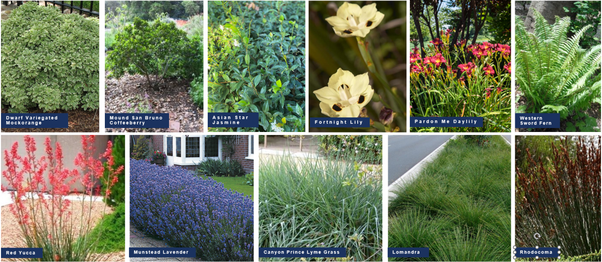 photos of shrubs, grasses, perennials and ferns that are included in the planting palette