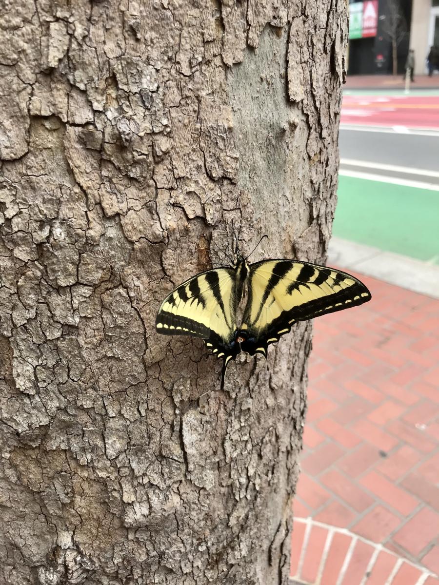 Western tiger swallowtail butterfly resting on a Market Street London plane tree