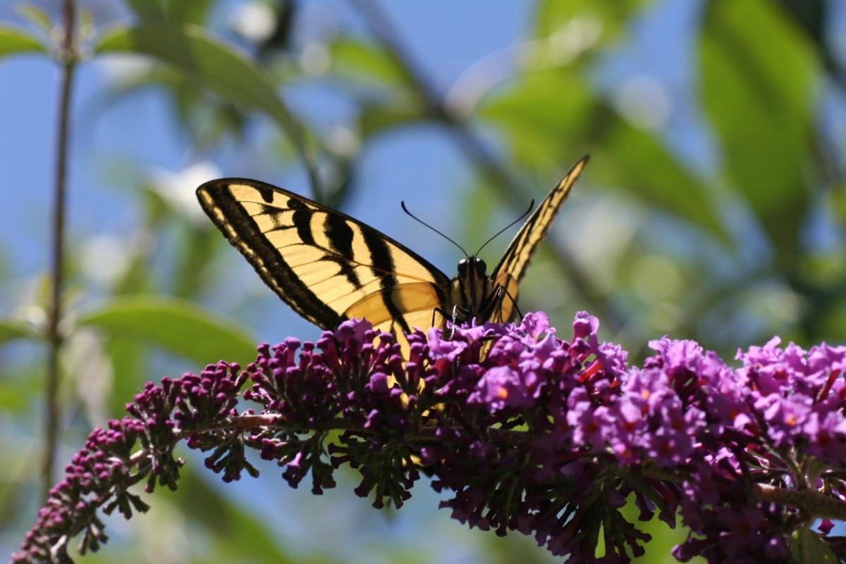 Swallowtail butterfly on lilac flowers