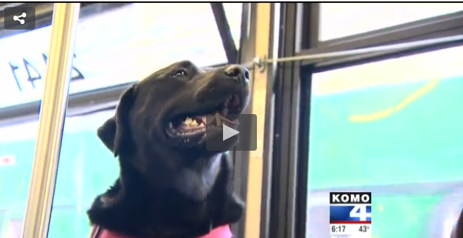 Stopped video image of a black dog sitting inside a city bus.
