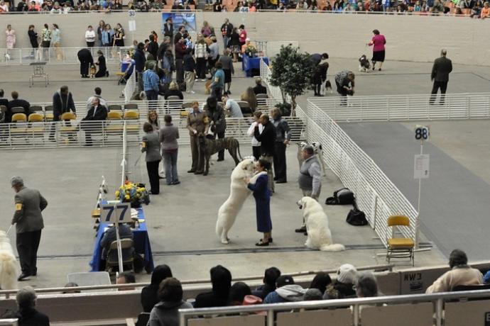 People watch as dogs compete at a dog show.