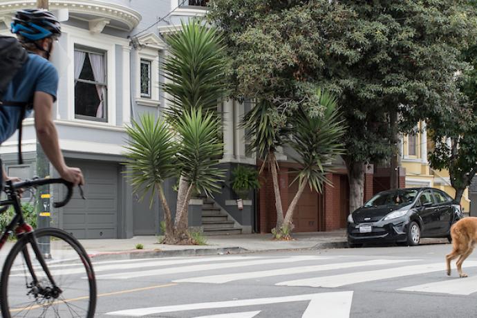 Photo of person biking in Wiggle with ped and dog crossing the street