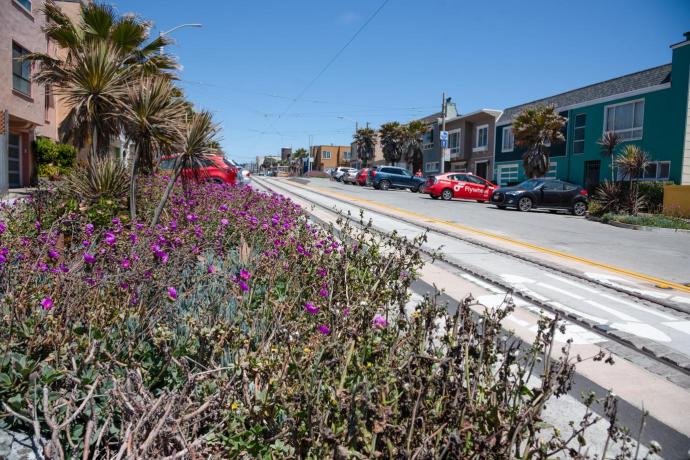 Newly planted trees and shrubs along Taraval Street