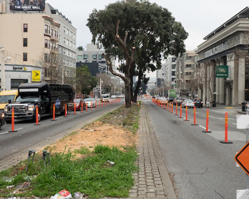 Trees along the Van Ness median which has been coned off for construction