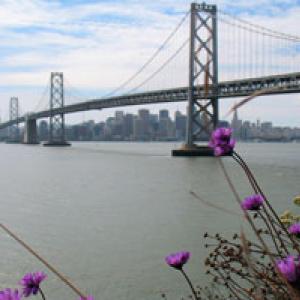 Image of flowers in front of the Bay Bridge